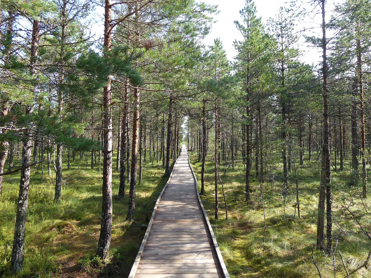 Boardwalk across a bog in Lahemaa National Park, Estonia